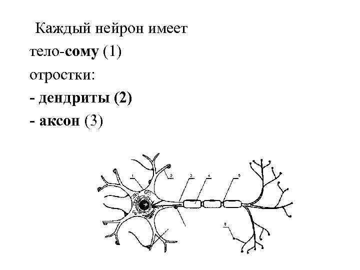 Короткие ветвящиеся отростки нервных клеток. Нейрон сома дендрит Аксон. Нейрон имеет. Дендрит это отросток нейрона.