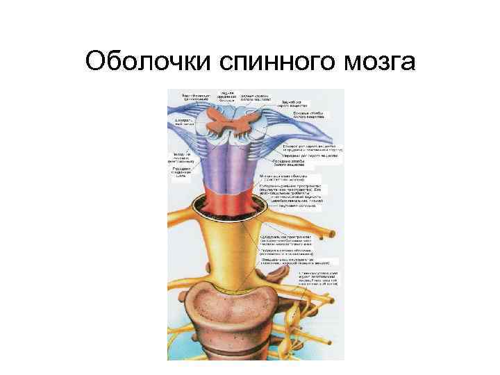 Схема оболочек спинного мозга