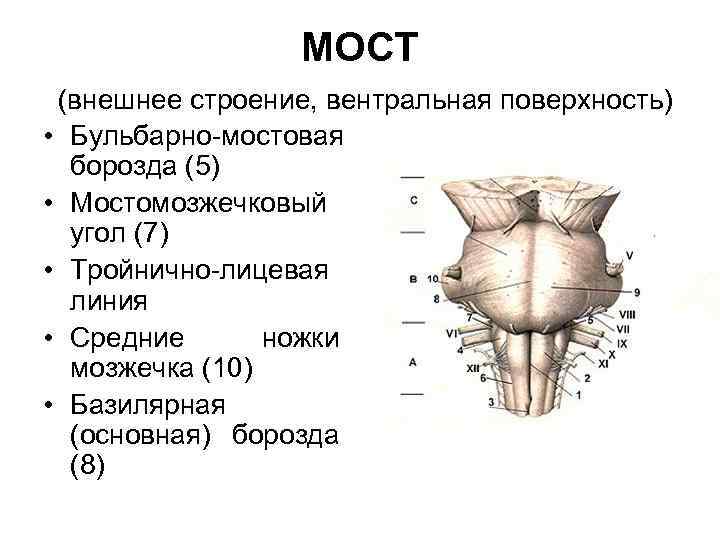 МОСТ (внешнее строение, вентральная поверхность) • Бульбарно-мостовая борозда (5) • Мостомозжечковый угол (7) •