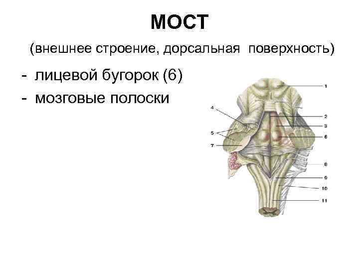 Дорсальная поверхность мозга. Средний мозг анатомия дорсальная поверхность. Дорсальная поверхность мозгового ствола. Строение ствола мозга дорсально. Мост анатомия дорсальная поверхность.