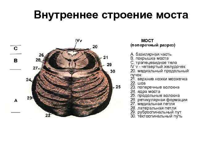 Bнутреннeе cтроeниe моcтa МОСТ (поперечный разрез) А. базилярная часть В. покрышка моста С. трапецевидное