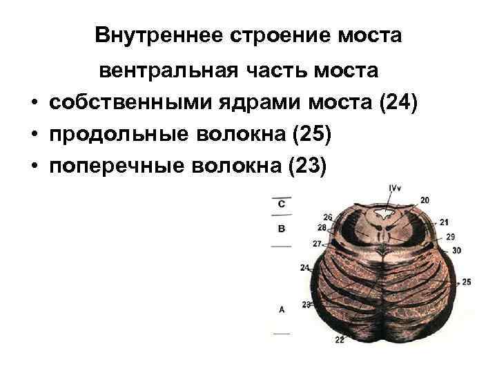 Bнутреннeе cтроeниe моcтa вентральная часть моста • собственными ядрами моста (24) • продольные волокна