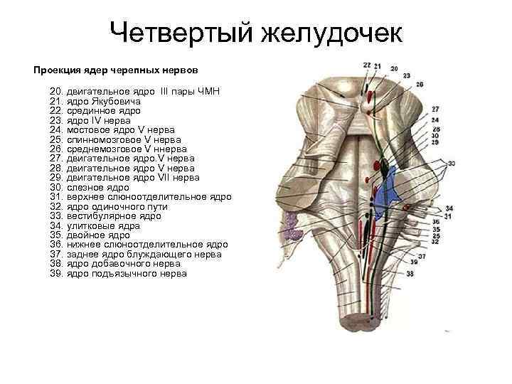 Ромбовидная ямка черепные нервы