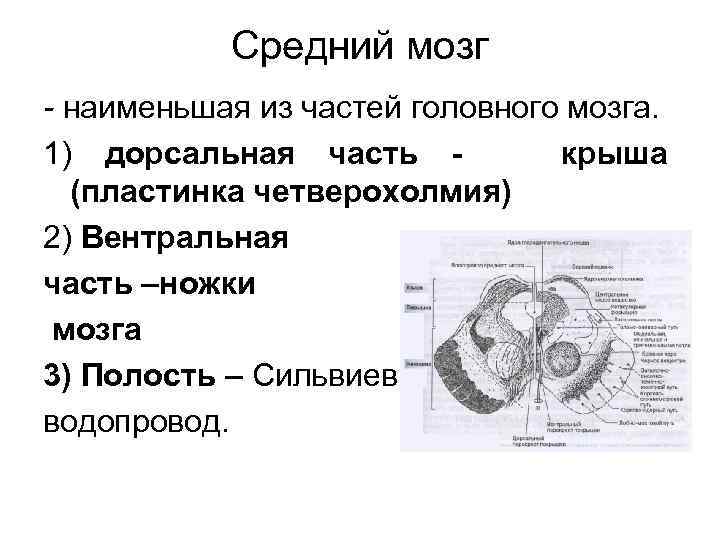 Средний мозг - наименьшая из частей головного мозга. 1) дорсальная часть крыша (пластинка четверохолмия)