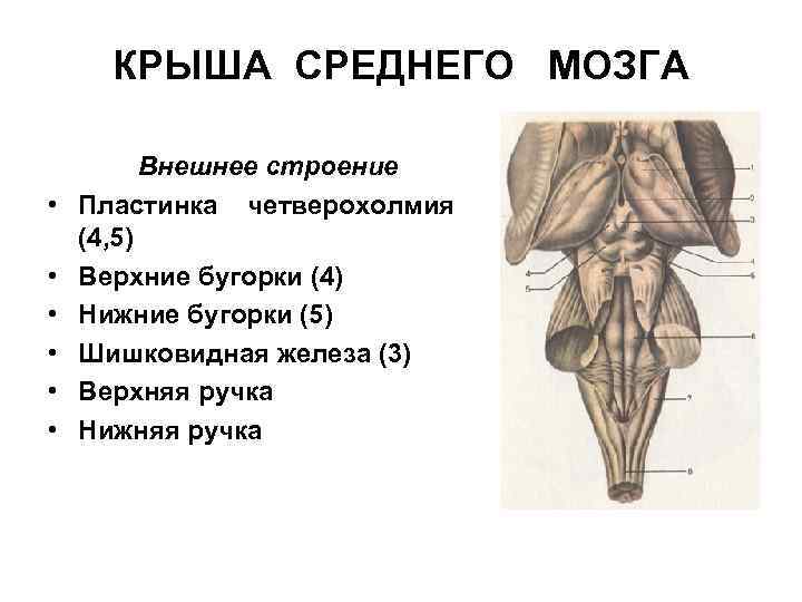 КРЫША СРЕДНЕГО МОЗГА • • • Внешнее строение Пластинка четверохолмия (4, 5) Верхние бугорки