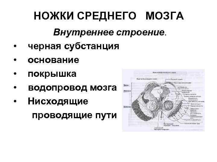 НОЖКИ СРЕДНЕГО МОЗГА • • • Внутреннее строение. черная субстанция основание покрышка водопровод мозга