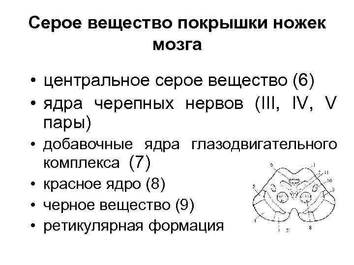 Серое вещество покрышки ножек мозга • центральное серое вещество (6) • ядра черепных нервов