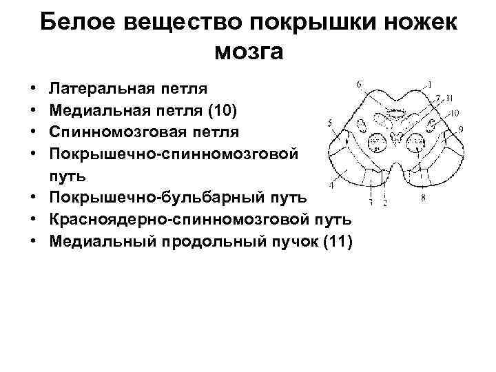 Белое вещество покрышки ножек мозга • • Латеральная петля Медиальная петля (10) Спинномозговая петля