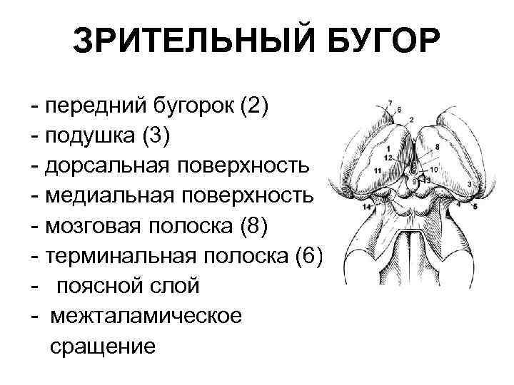 ЗРИТЕЛЬНЫЙ БУГОР - передний бугорок (2) - подушка (3) - дорсальная поверхность - медиальная