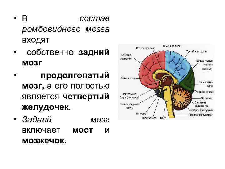  • В состав ромбовидного мозга входят • собственно задний мозг • продолговатый мозг,