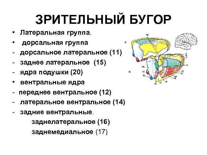 ЗРИТЕЛЬНЫЙ БУГОР • • • - Латеральная группа. дорсальная группа дорсальное латеральное (11) заднее