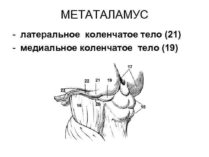 МЕТАТАЛАМУС - латеральное коленчатое тело (21) - медиальное коленчатое тело (19) 