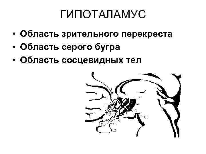 ГИПОТАЛАМУС • Область зрительного перекреста • Область серого бугра • Область сосцевидных тел 