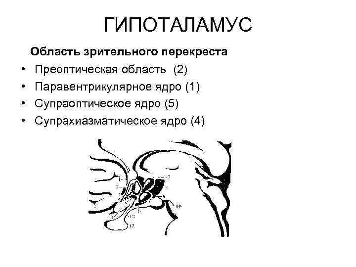 ГИПОТАЛАМУС Область зрительного перекреста • • Преоптическая область (2) Паравентрикулярное ядро (1) Супраоптическое ядро