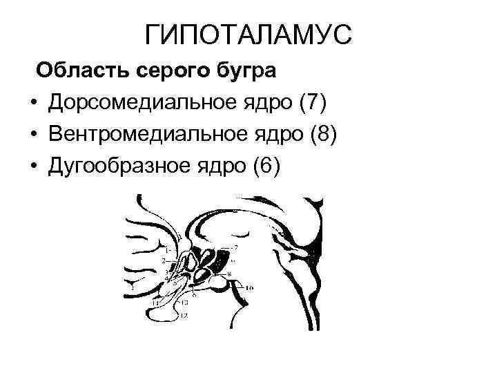 ГИПОТАЛАМУС Область серого бугра • Дорсомедиальное ядро (7) • Вентромедиальное ядро (8) • Дугообразное