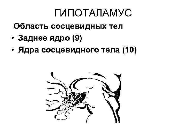 ГИПОТАЛАМУС Область сосцевидных тел • Заднее ядро (9) • Ядра сосцевидного тела (10) 