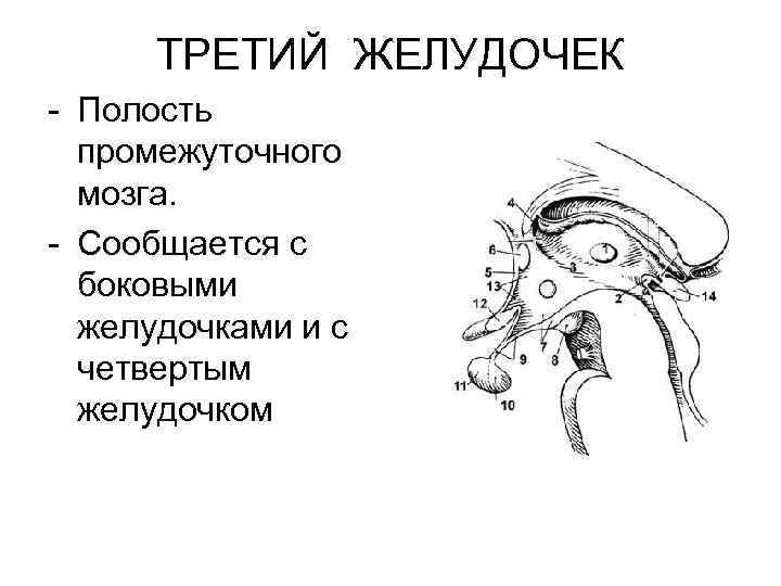 ТРЕТИЙ ЖЕЛУДОЧЕК - Полость промежуточного мозга. - Сообщается с боковыми желудочками и с четвертым