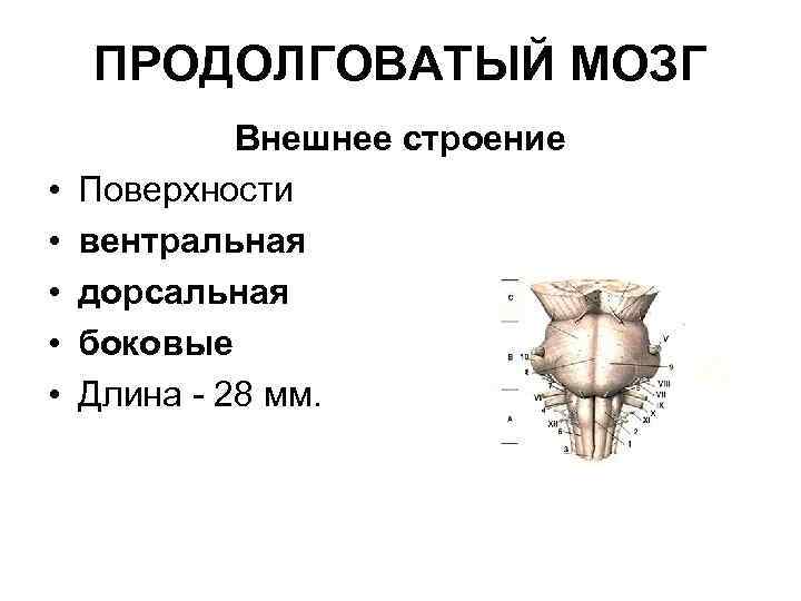 ПРОДОЛГОВАТЫЙ МОЗГ • • • Внешнее строение Поверхности вентральная дорсальная боковые Длина - 28