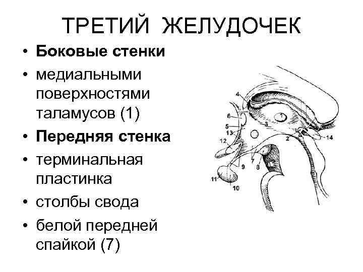 ТРЕТИЙ ЖЕЛУДОЧЕК • Боковые стенки • медиальными поверхностями таламусов (1) • Передняя стенка •