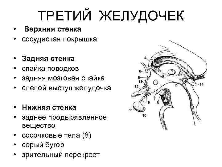 ТРЕТИЙ ЖЕЛУДОЧЕК • Верхняя стенка • сосудистая покрышка • • Задняя стенка спайка поводков