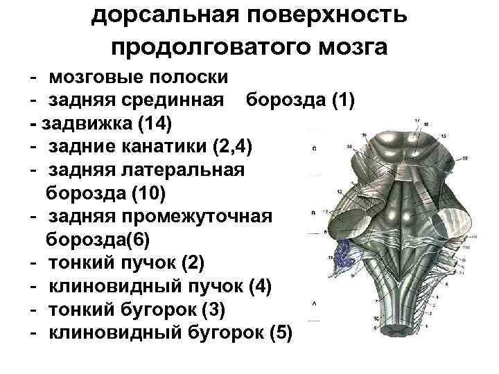 дорсальная пoвeрхнocть прoдoлгoвaтoгo мoзгa - мозговые полоски - задняя срединная борозда (1) - задвижка