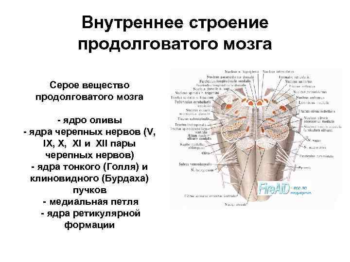 Bнyтpеннeе cтpoeние прoдoлгoвaтoгo мoзга Серое вещество продолговатого мозга - ядро оливы - ядра черепных