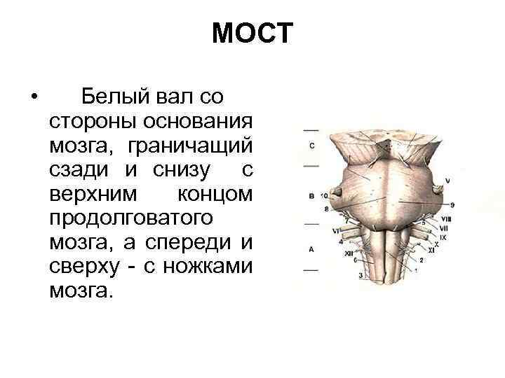 МОСТ • Белый вал со стороны основания мозга, граничащий сзади и снизу с верхним