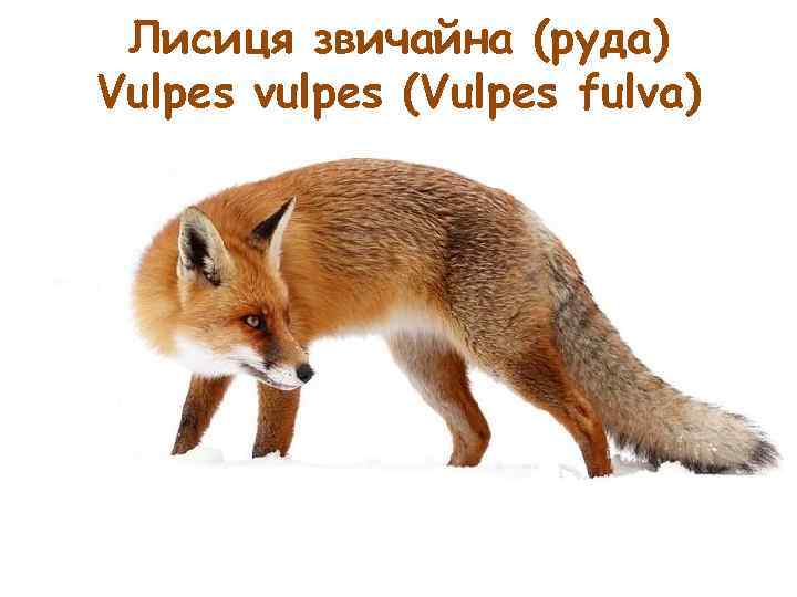 Лисиця звичайна (руда) Vulpes vulpes (Vulpes fulva) 