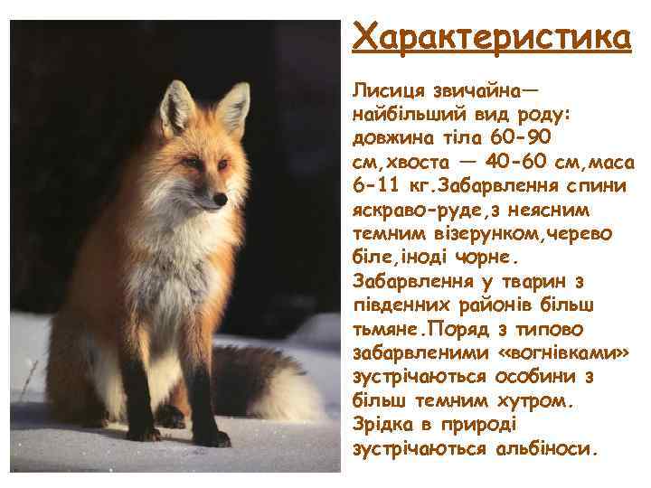 Характеристика Лисиця звичайна— найбільший вид роду: довжина тіла 60 -90 см, хвоста — 40