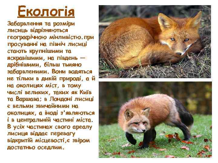Екологія Забарвлення та розміри лисиць відрізняються географічною мінливістю. при просуванні на північ лисиці стають