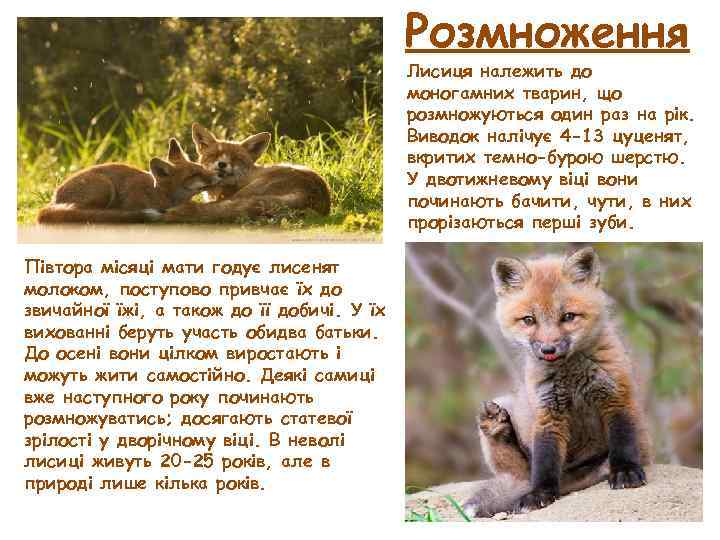 Розмноження Лисиця належить до моногамних тварин, що розмножуються один раз на рік. Виводок налічує