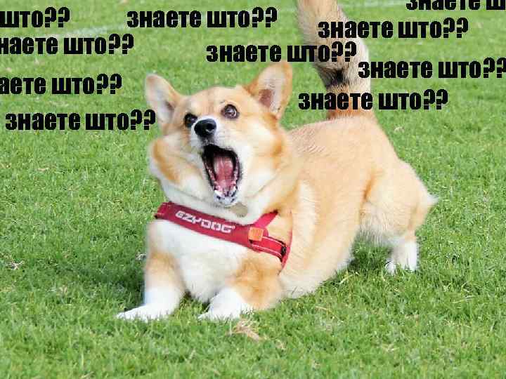 знаете шт што? ? знаете што? ? знаете што? ? Знаете штоо? ? 