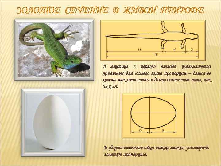 Золотое сечение в живой природе презентация
