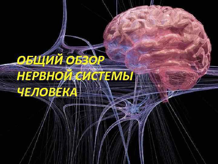 ОБЩИЙ ОБЗОР НЕРВНОЙ СИСТЕМЫ ЧЕЛОВЕКА 