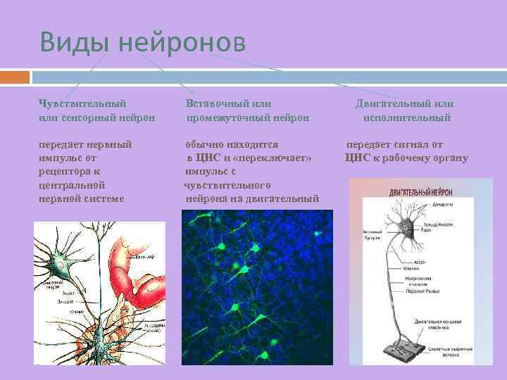 Осуществляет связь между нейронами какой нейрон. Строение сенсорного нейрона. Типы нейронов чувствительные вставочные. Вставочный Нейрон строение. Чувствительные сенсорные Нейроны.