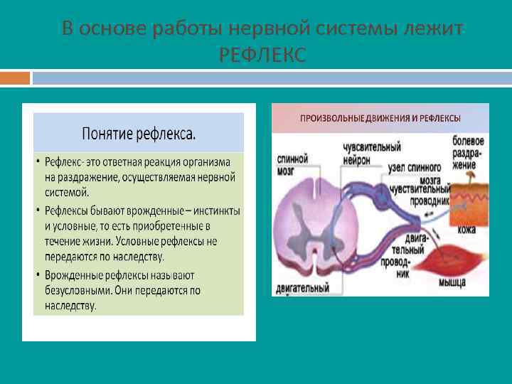 В основе работы нервной системы лежит РЕФЛЕКС 
