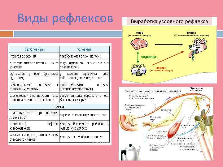 Виды рефлексов 