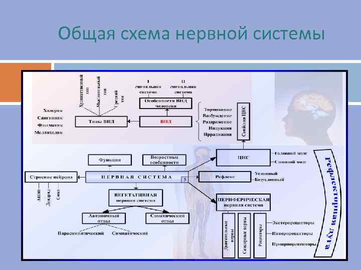 Общая схема нервной системы 