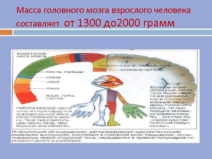 Масса головного мозга взрослого человека составляет от 1300 до 2000 грамм 