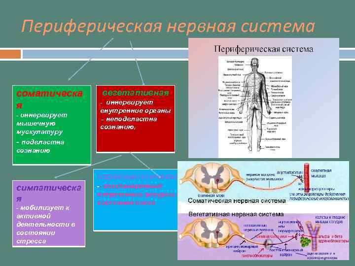 Периферическая нервная система соматическа я - иннервирует мышечную мускулатуру - подвластна сознанию вегетативная -