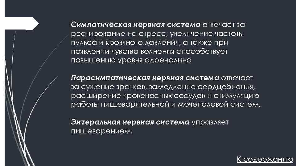 Симпатическая нервная система отвечает за реагирование на стресс, увеличение частоты пульса и кровяного давления,