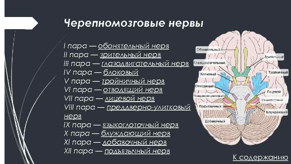 Черепные нервы являются. 12 Пар черепно-мозговых нервов строение. Ядра 12 черепных нервов. Топография 12 пар черепных нервов. ЧМН 12 пар ядра.