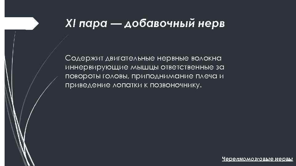 XI пара — добавочный нерв Содержит двигательные нервные волокна иннервирующие мышцы ответственные за повороты