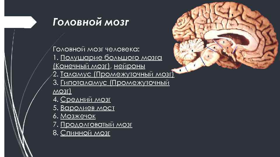 Головной мозг человека: 1. Полушарие большого мозга (Конечный мозг), нейроны 2. Таламус (Промежуточный мозг)