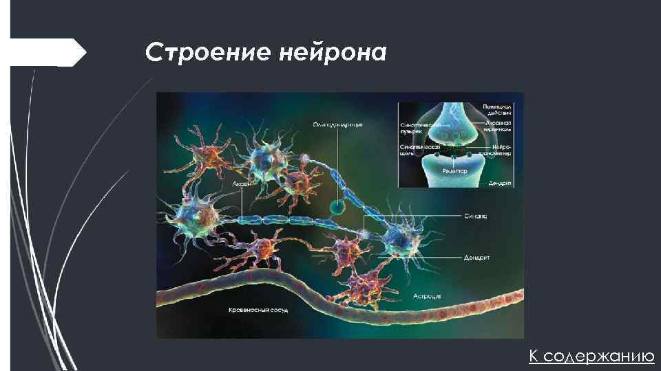 Строение нейрона К содержанию 