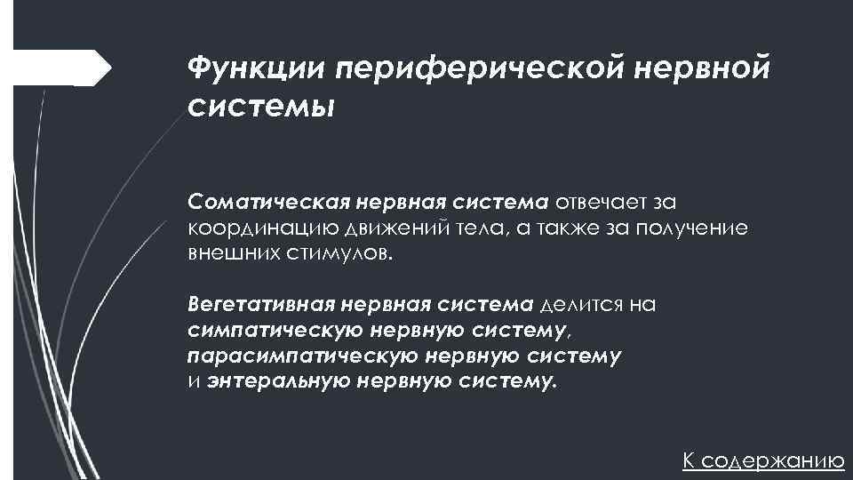 Функции периферической нервной системы Соматическая нервная система отвечает за координацию движений тела, а также