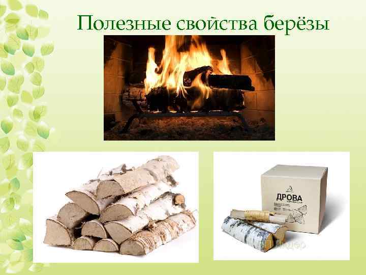 Полезные свойства берёзы 