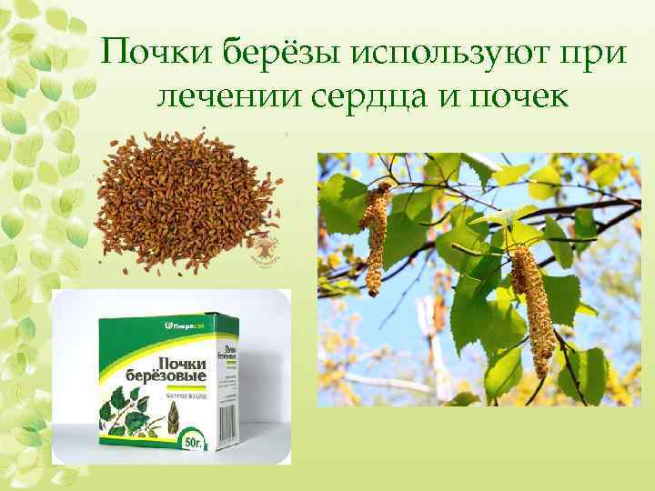 Почки берёзы используют при лечении сердца и почек 