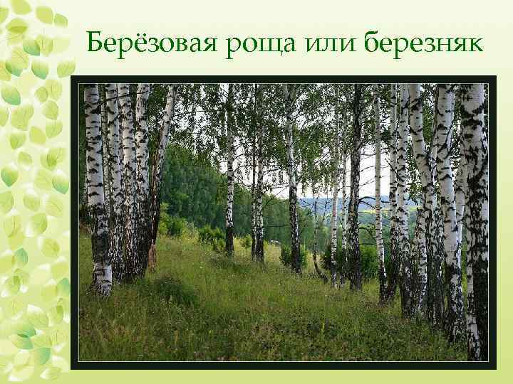 Берёзовая роща или березняк 