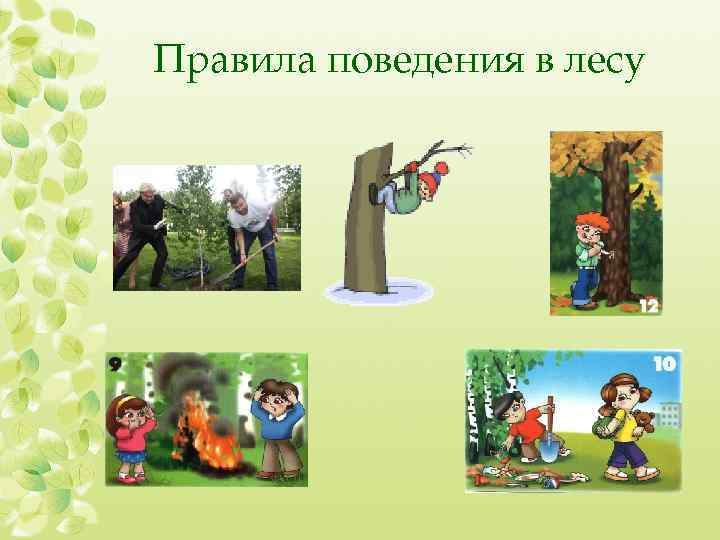Правила поведения в лесу 